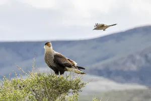 Crested caracara (Caracara plancus)