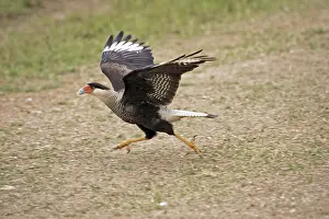 Crested Caracara (Caracara plancus)