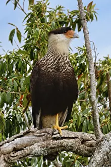 Crested Caracara (Caracara plancus) in a tree