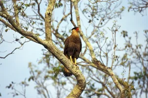 Crested Caracara (polyborus plancus)
