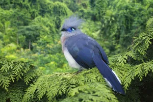 Crested coua (Coua cristata)