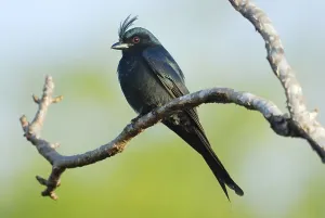 Crested drongo (Dicrurus forficatus) adult