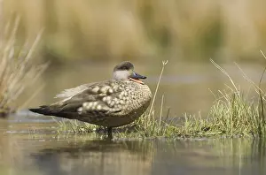 Crested Duck (Lophonetta specularioides)