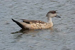 Crested duck (Lophonetta specularioides) adult male