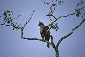 Crested eagle (Spizaetus cirrhatus)