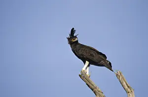 Crested eagle (Spizaetus occipitalis)