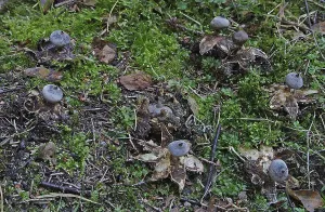 Crested Earthstar (Geastrum pectinatum)