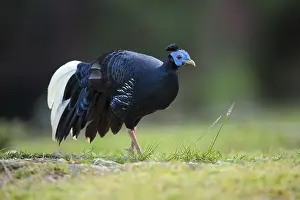 Crested Fireback (Lophura ignita rufa) male