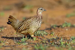 Crested Francolin, (Dendroperdix sephaena)