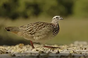 Crested Francolin (Francolinus sephaena)