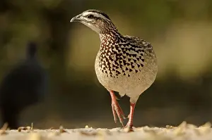 Crested francolin (Francolinus sephaena) adult walking