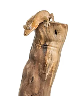 Crested gecko on the top of a branch