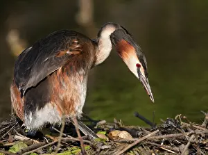 Crested Grebe (Podiceps cristatus)