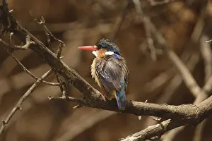 Crested kingfisher (Alcedo cristata)