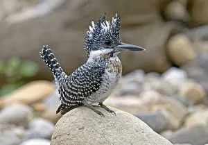 Crested kingfisher (Megaceryle lugubris)