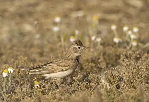 Crested lark (Galerida cristata)