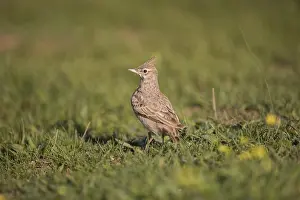 Crested Lark (Galerida cristata)