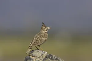 Crested Lark (Galerida cristata), adult singing