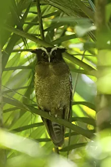 Crested Owl, crested owls (Lophostrix cristata)