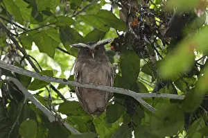 Crested owl (Lophostrix cristata)