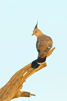 Crested Pigeon (Ocyphaps lophotes)