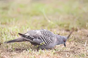 Crested Pigeon (Ocyphaps lophotes) sitting in a meadow in Victor Harbor
