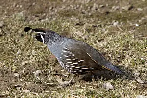 Crested quail