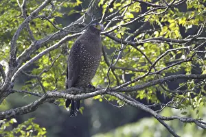 Crested Serpent Eagle (Spilornis cheela ricketti) adult