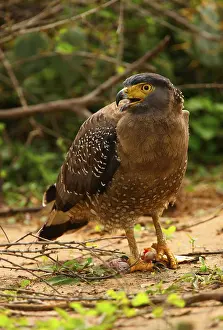 Crested serpent eagle (Spilornis cheela spilogaster) endemic breed