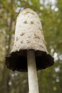 Crested tintling (Coprinus comatus)