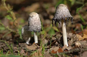 Crested tintling with drops of liquid Shaggy ink cap with drops of liquid