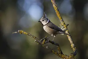 A crested tit bird, Lophophanes cristatus