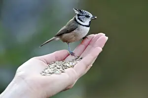 Crested Tit, when feeding from the hand