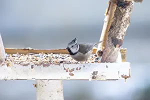 A crested tit at a feeding site with a winter mood