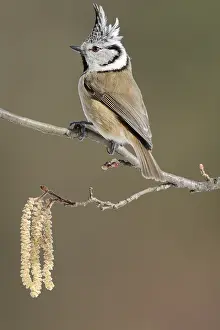 The Crested Tit (Lophophanes cristatus)