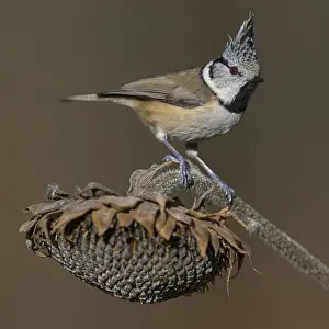 Crested Tit (Lophophanes cristatus)