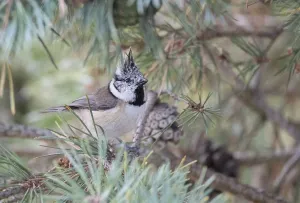 Crested tit (Lophophanes cristatus)