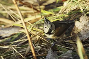 Crested tit, Lophophanes cristatus