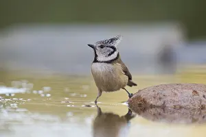 A crested tit, Lophophanes cristatus
