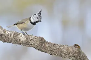 Crested tit (Lophophanes cristatus) on branch
