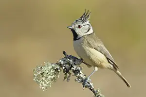 Crested Tit (Lophophanes Scalloped ribbonfish)