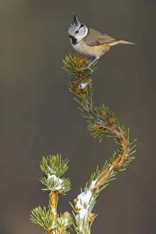 Crested Tit (Lophophanes Scalloped ribbonfish)