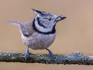 Crested Tit (Lophophanes Scalloped ribbonfish) with seed kernel in beak