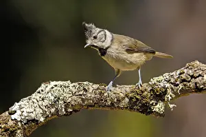 Crested Tit (Parus cristatus)
