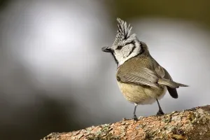 Crested Tit (Parus cristatus)