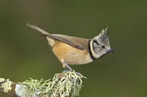 Crested Tit (Parus cristatus), Andalusia, Spain