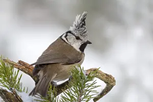 Crested tit (Parus cristatus) sits on a branch in Pine (Pinus)