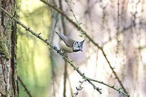 Crested Tit (Parus cristatus), winter, Germany