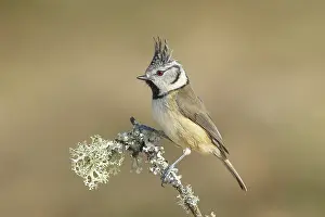 Crested Tit (Parus Scalloped ribbonfish) sitting on a thin branch covered with lichen