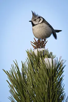 Crested Tit (Parus Scalloped ribbonfish) sitting on branch in pine tree (Pinus) in winter